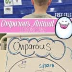 oviparous animals lesson plans. My students LOVE learning about animals! This is one of our favorite units – oviparous animals lesson plans, perfect for springtime or around Easter.